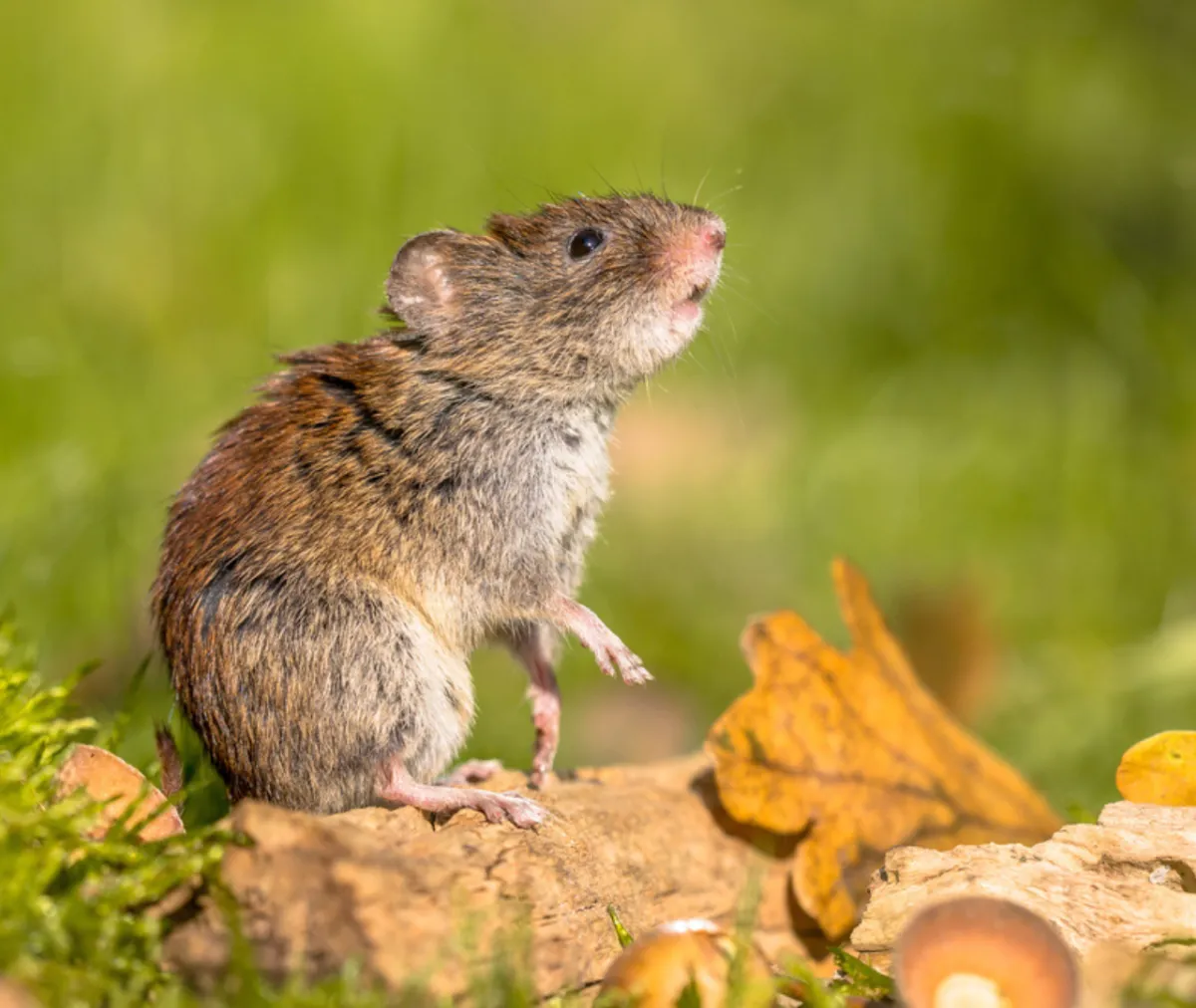 Why Rodents Ramp Up Activity as Fall Progresses
