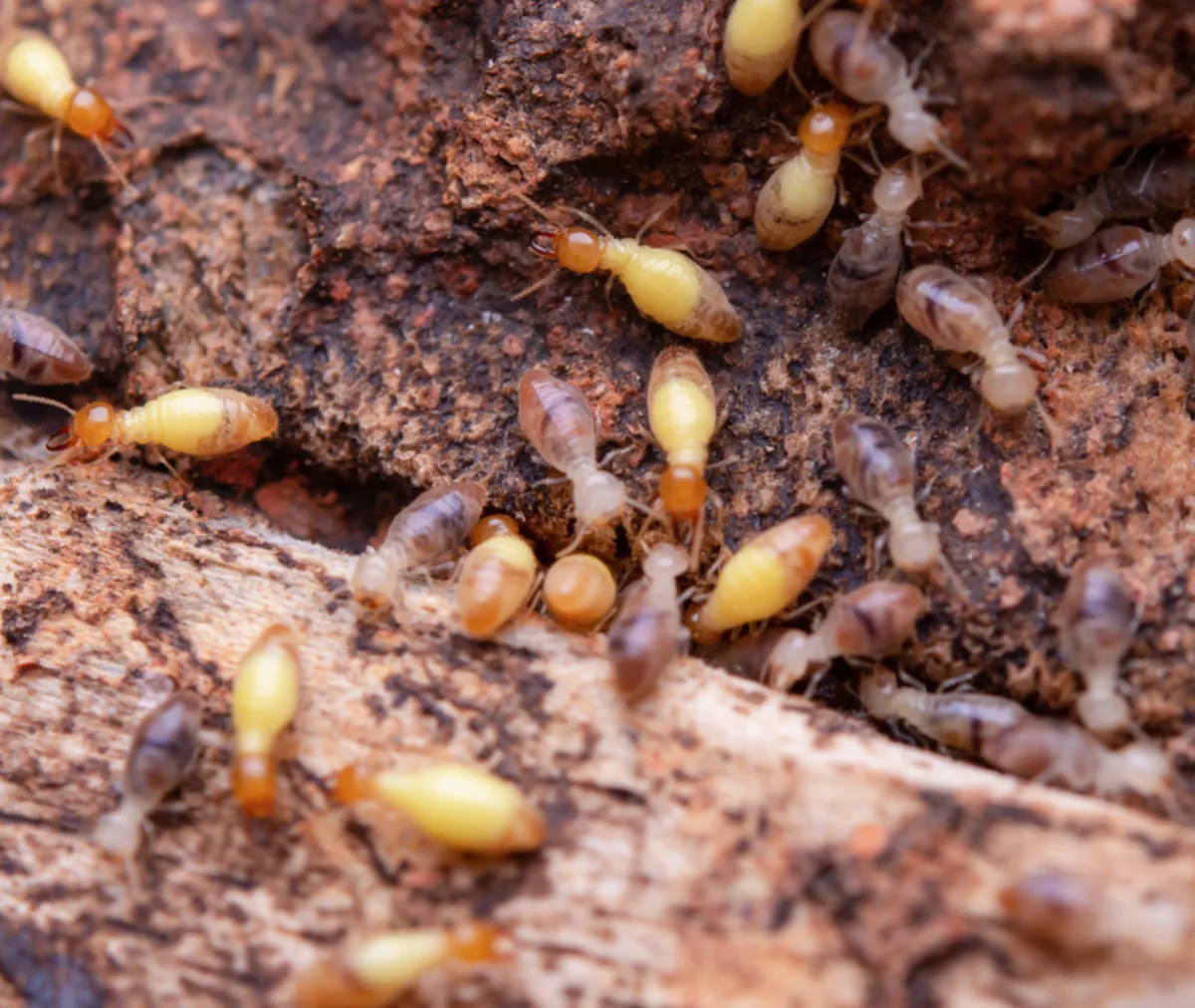 Termites Dig Deep in Fall: Early Signs to Watch