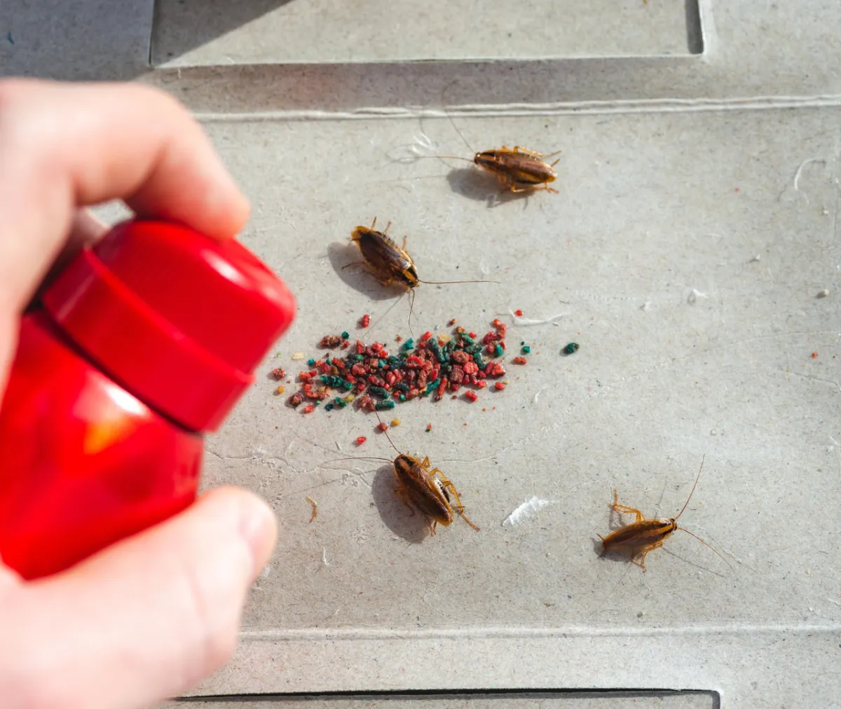 DIY Pest Control Methods Actually Making Your Infestation Worse