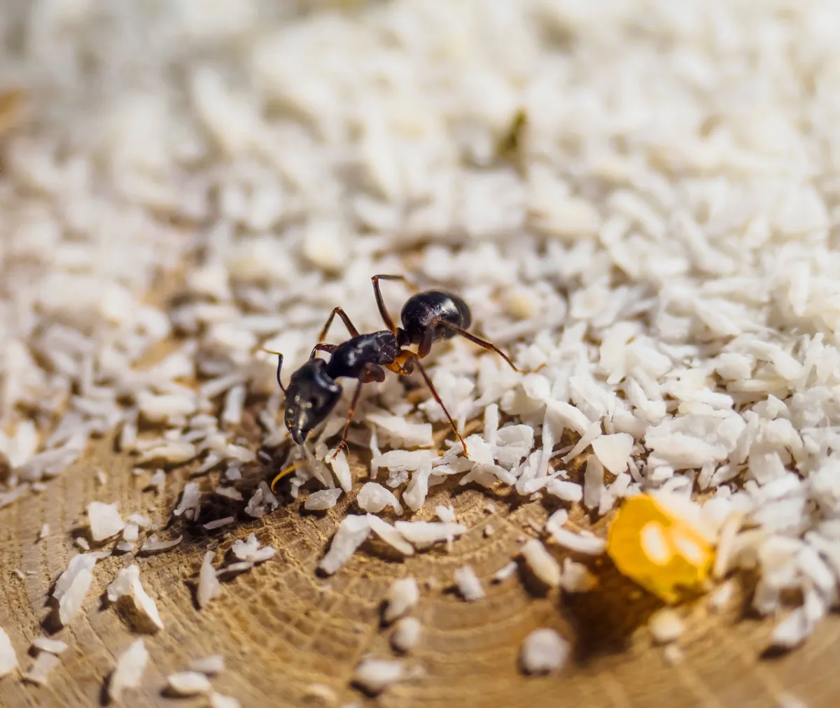 Can Seasonal Changes Really Affect Your Pest Problems