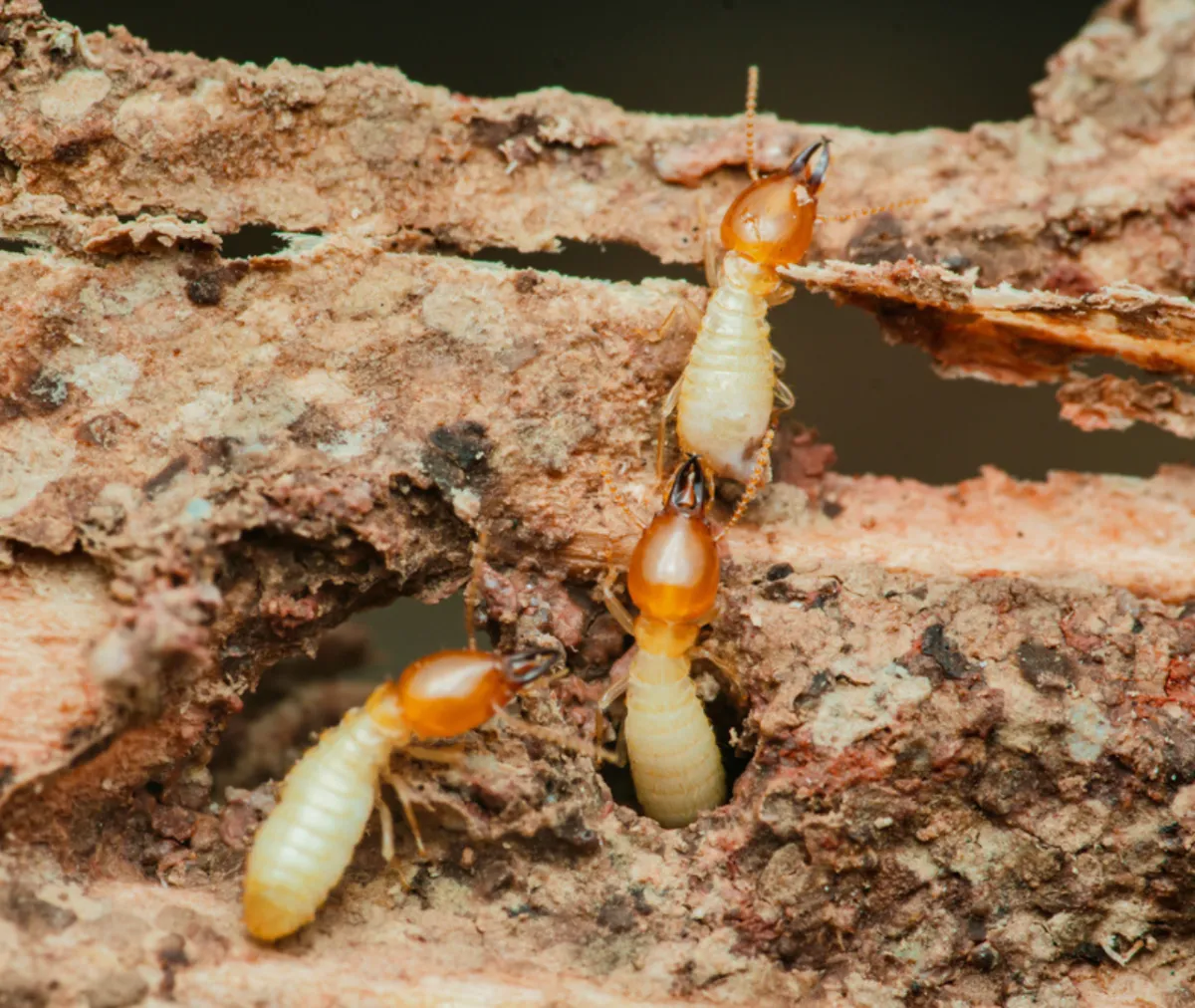 Termite Infestations: How to Prevent Structural Damage Before It Starts