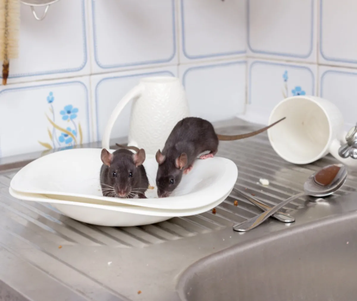 Rodent-Borne Diseases: Simple Prevention Tips for Families