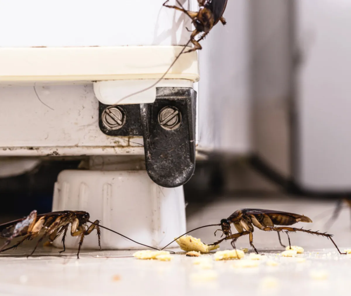 Why Regular Pest Inspections Are Crucial for Businesses