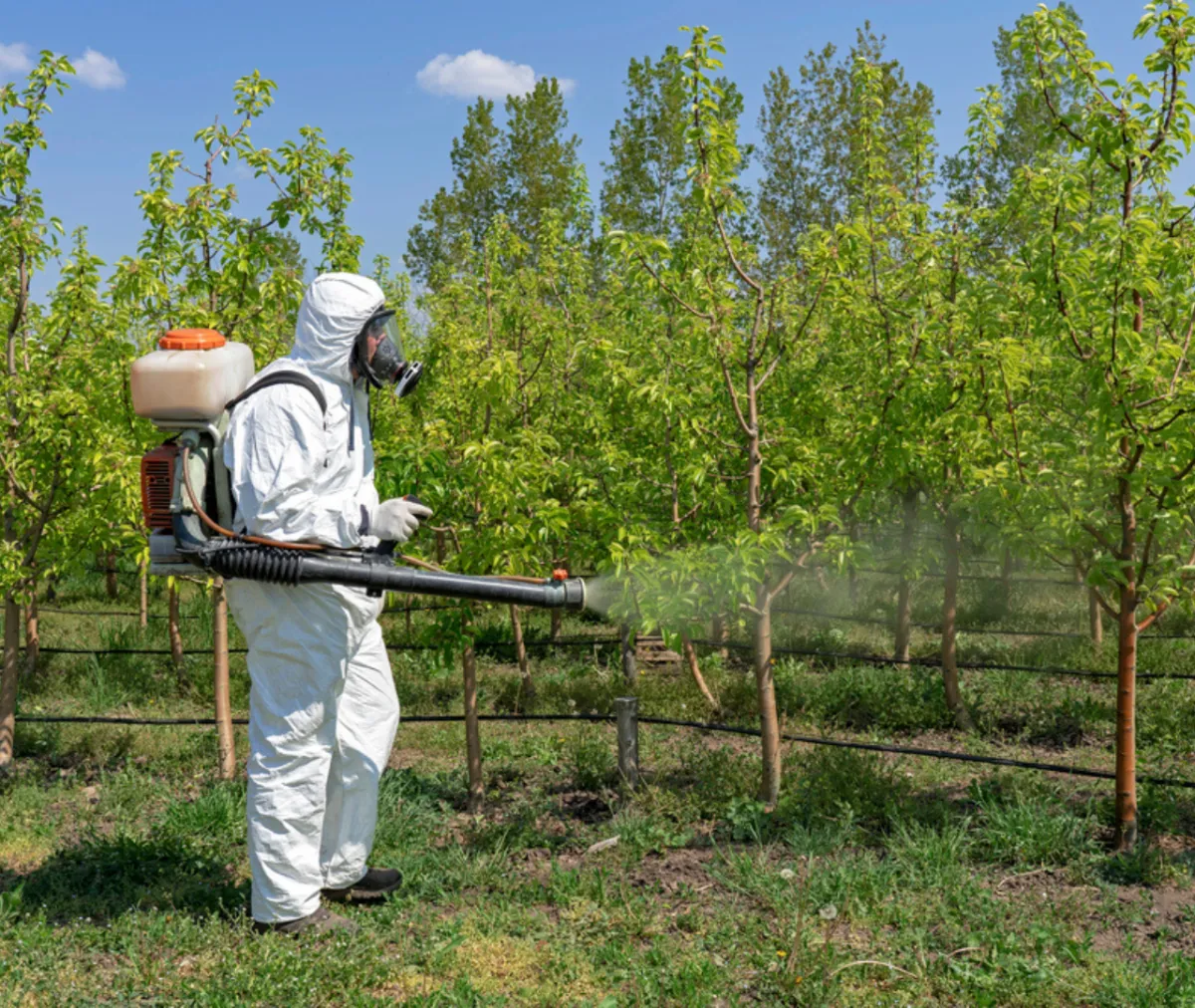 Natural vs. Chemical Pest Control: What’s Best for Your Home?