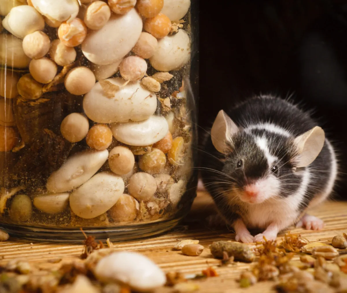 Top 10 Everyday Habits That Attract Pests and How to Stop Them