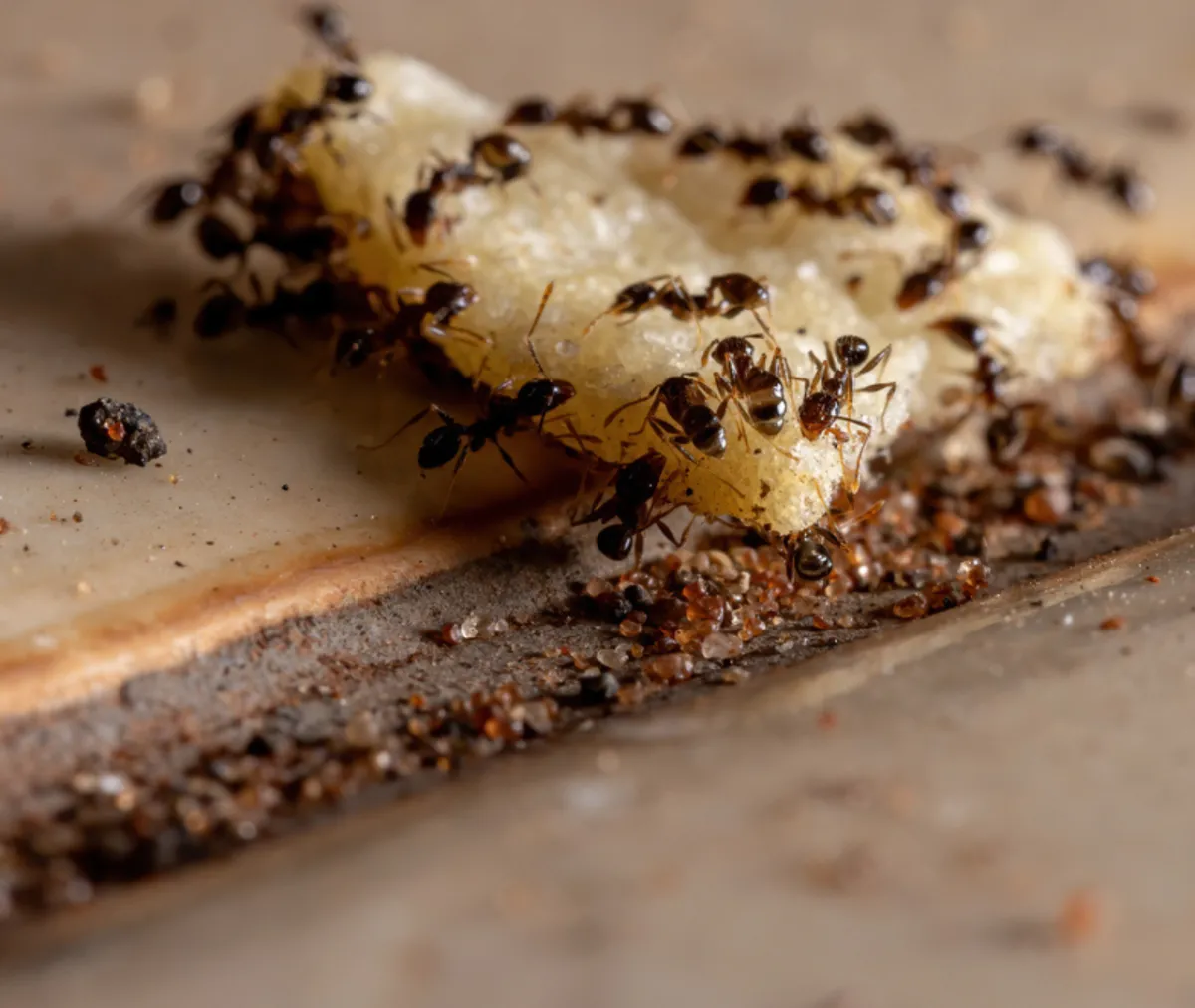 How to Protect Your Pantry from Mice, Ants, and Other Invaders