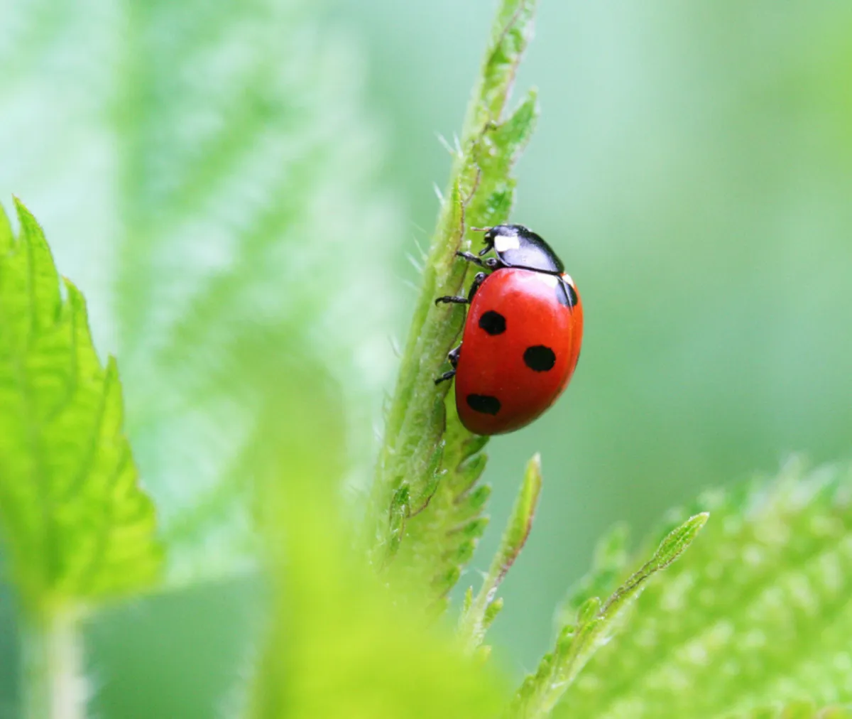 How can professional bug and insect pest control keep your home safer year-round?