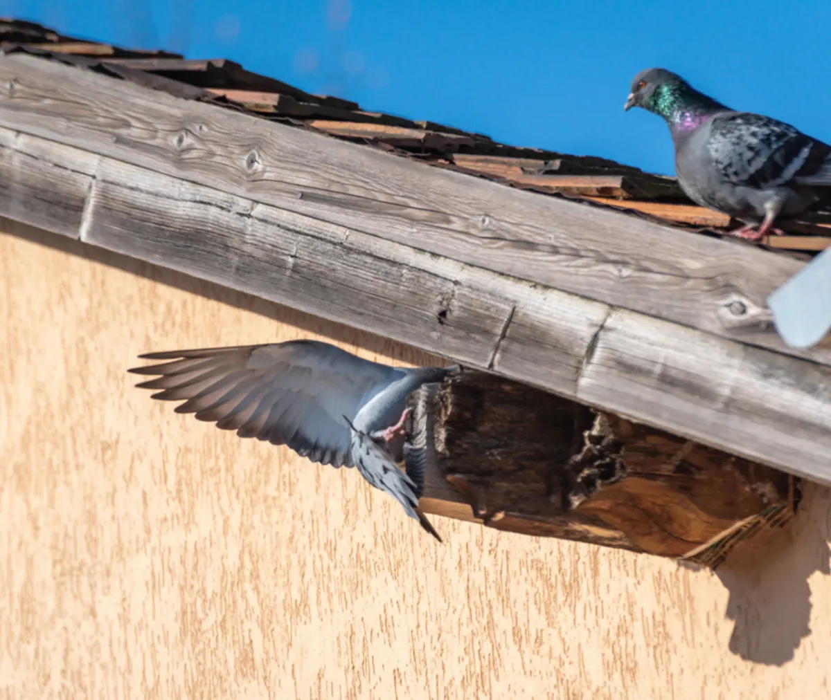 Why is bird and bat pest control important for protecting your property?