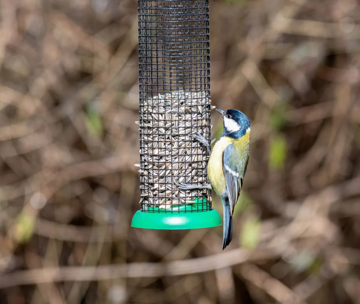 How can commercial pest control services manage birds and bats humanely?
