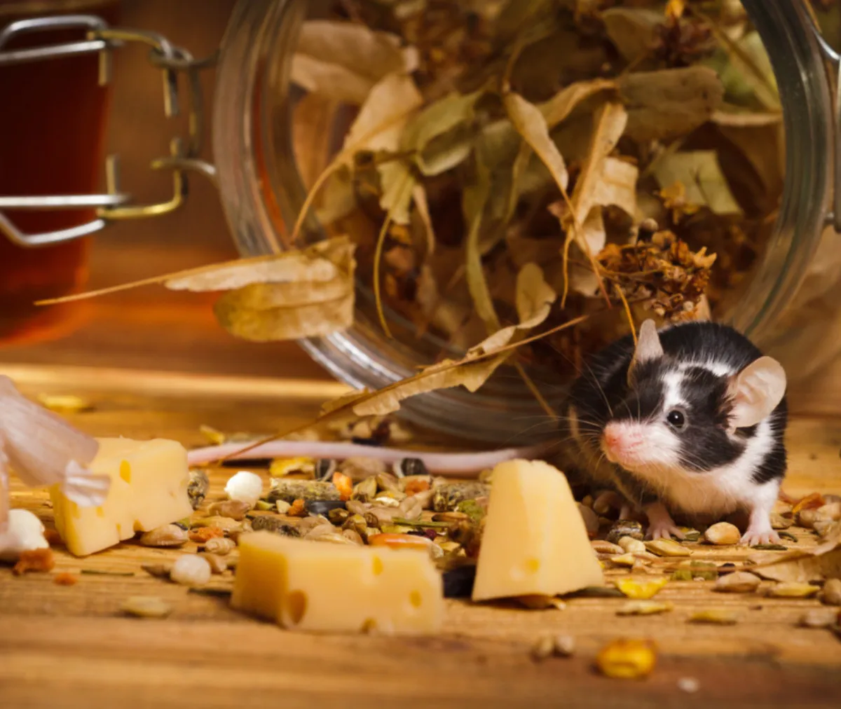 How can commercial pest control for small animals reduce risks to property and health?