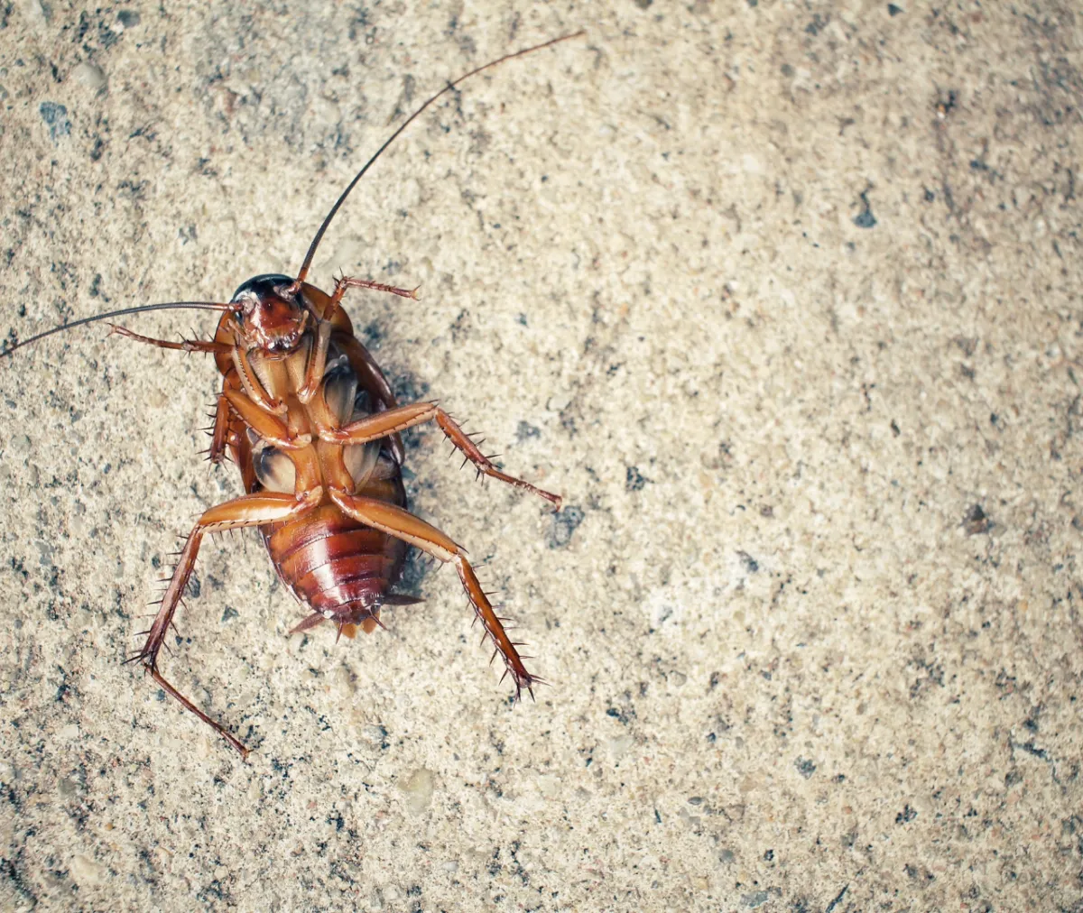 How Can You Stop Roaches from Invading Your Kitchen This December?