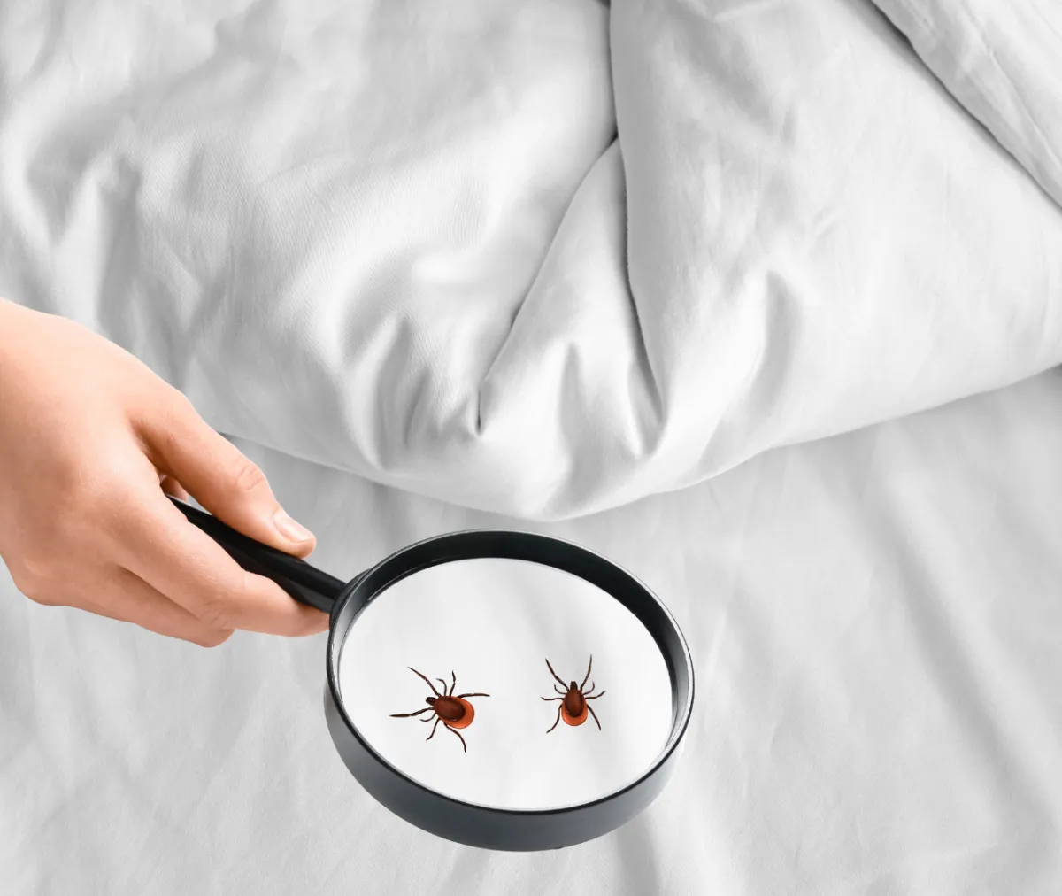 How Do Cold-Weather Bugs Survive and Sneak Into Your Home? A Winter Guide for 2026