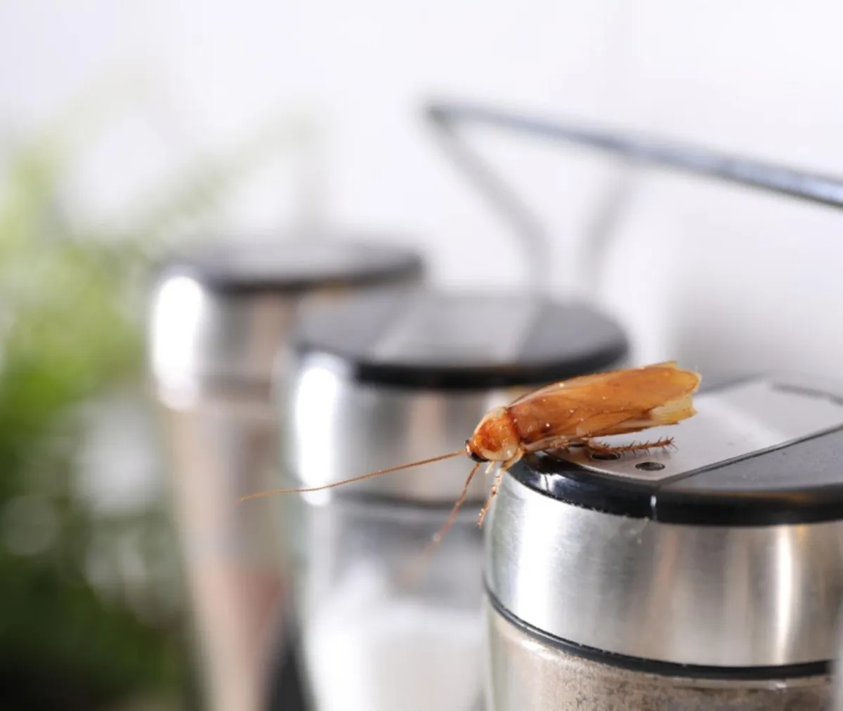 Why Do Roaches Love Your Warm Kitchen in Winter?