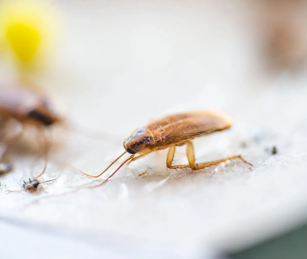 Is Your Attic Hosting Uninvited Winter Guests