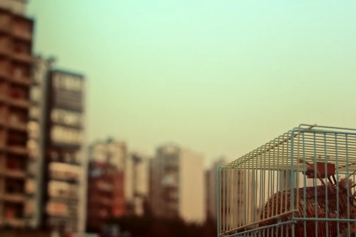 Let One Bird Sing - The Film