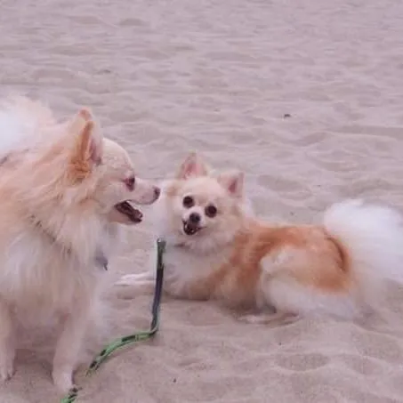 Two pomeranians on the beach