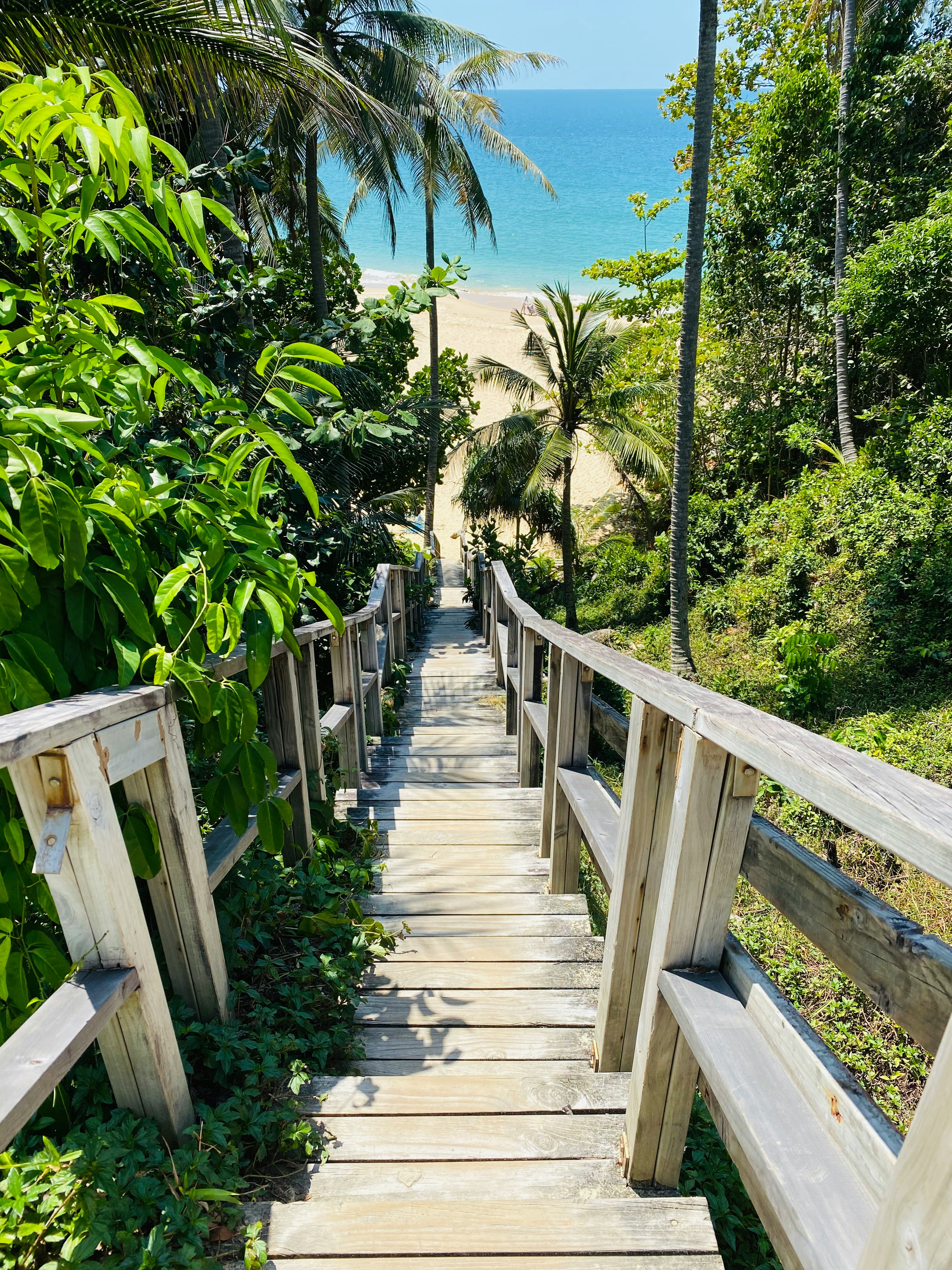 Narrow path bordered by tropical plants and a white wall in soft natural light.