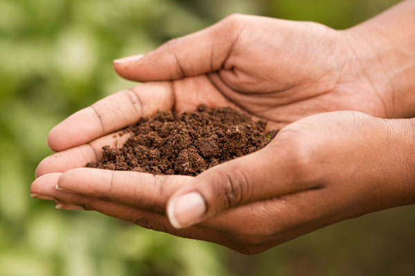 Soil in hands