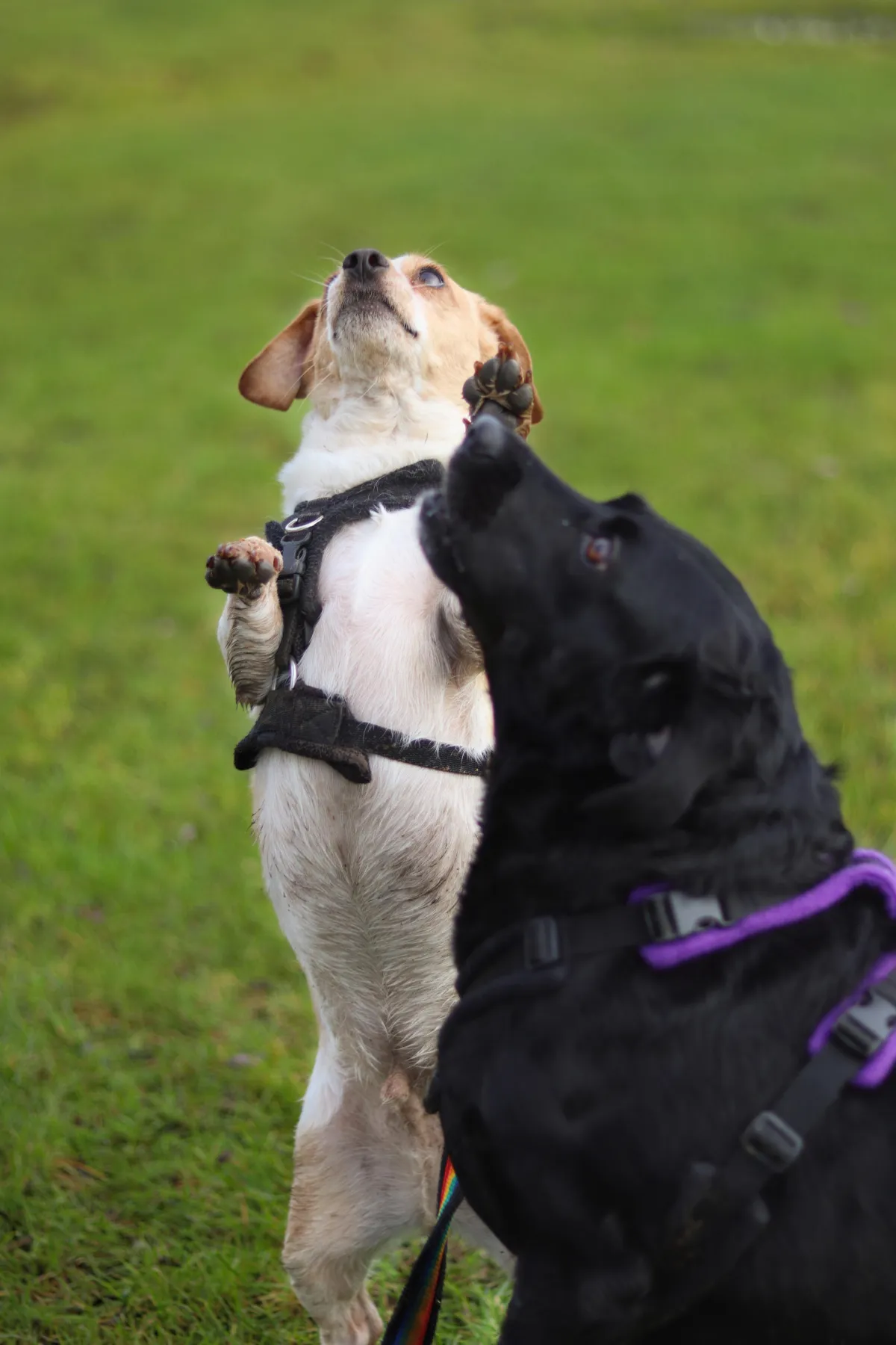 Dog Rewards
