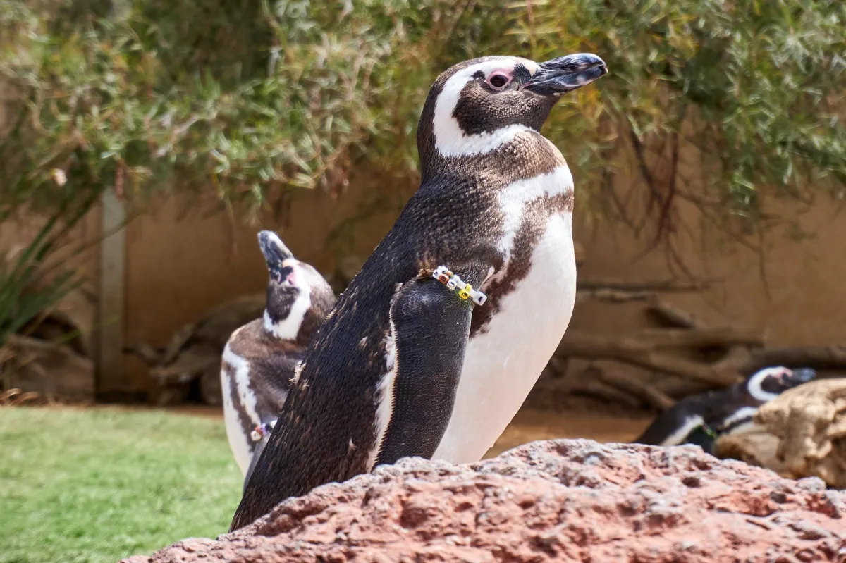 Not Just Rides: Unlocking the Beauty of Theme Park Wildlife Photography