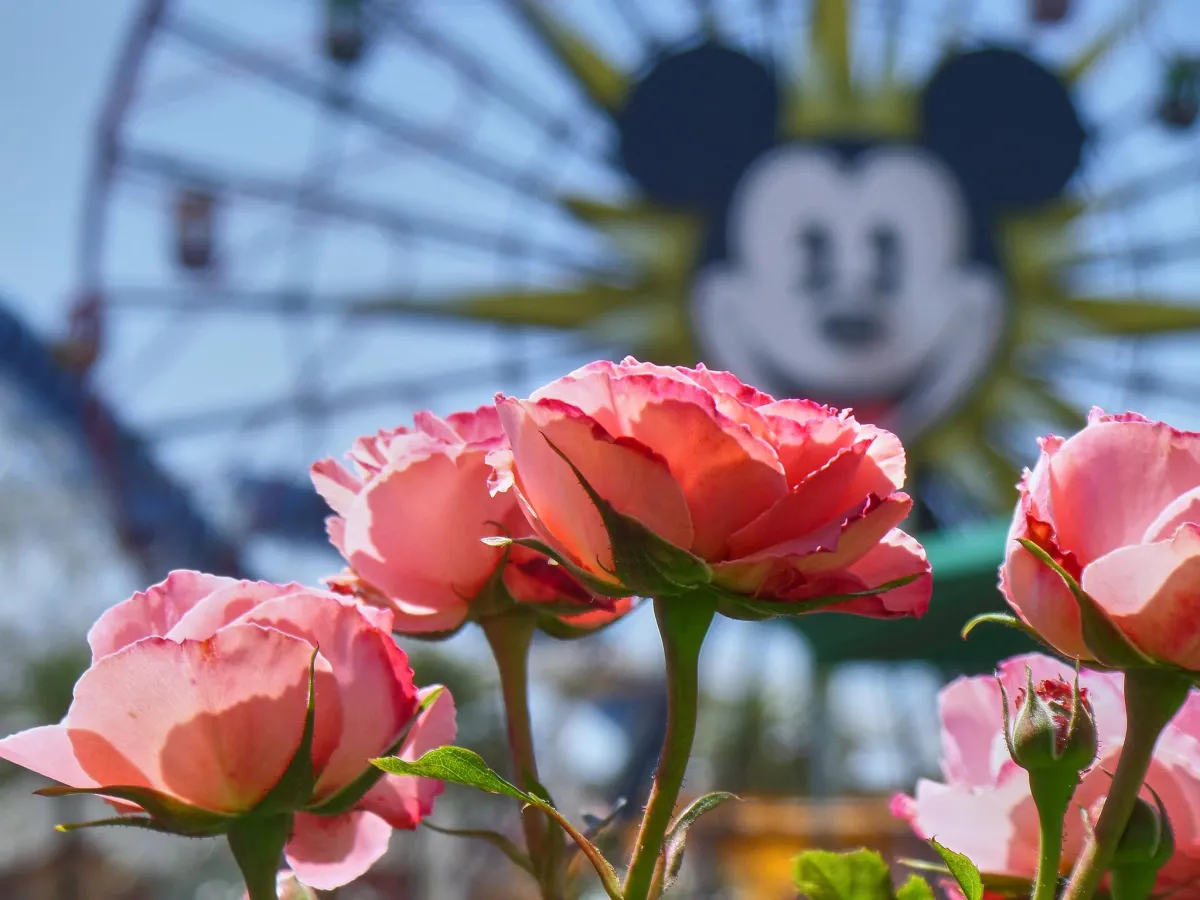 Flowers In Front of the Mickey Fun Wheel in California