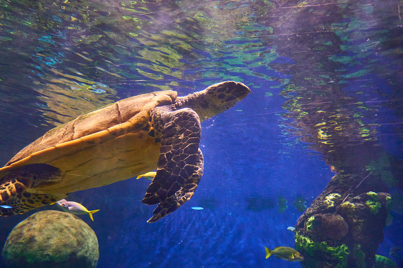 Why Firsthand Animal Experiences Matter in a Screen Driven World