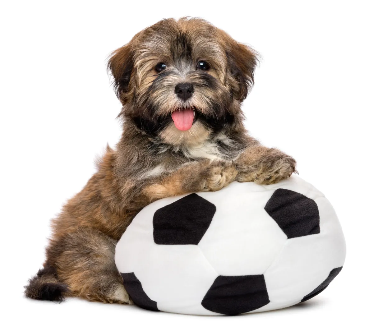 cute Havanese puppy
