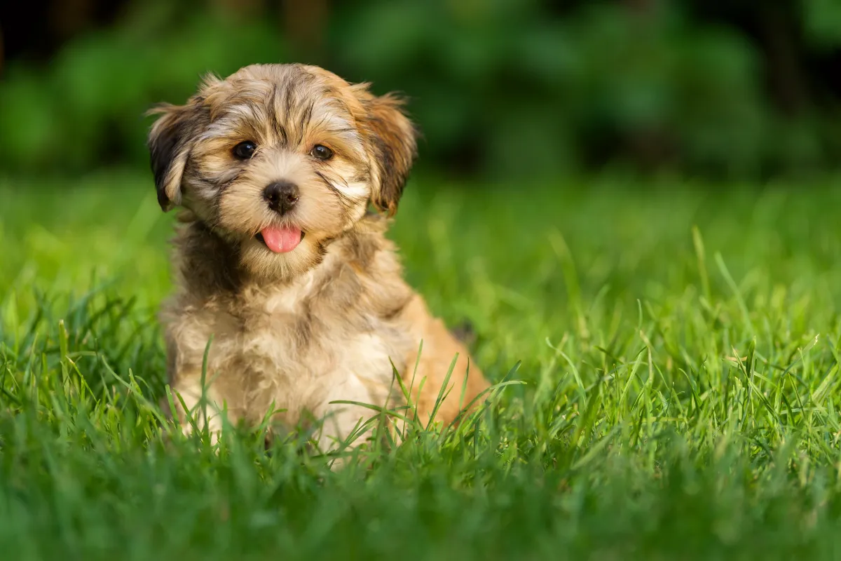 cute havanese puppy
