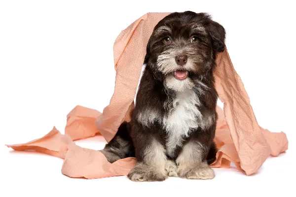 cutehavanesepuppy
