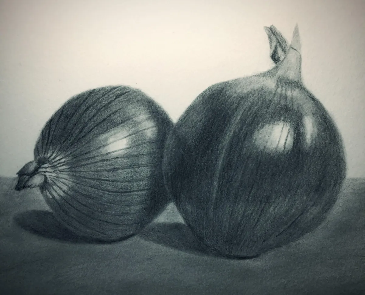 pencil drawing of onions