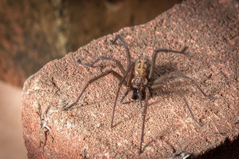 How To Effectively Keep Spiders Out Of Your Home