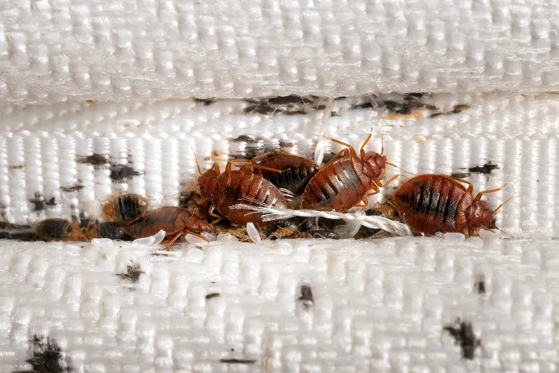 Pest Spotlight: Bed Bug Infestations 