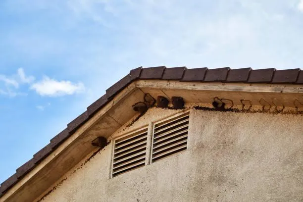 Warning signs of poor attic ventilation in residential home