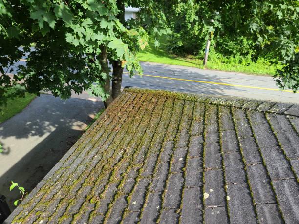 Black mold streaks on roof shingles in New Rochelle