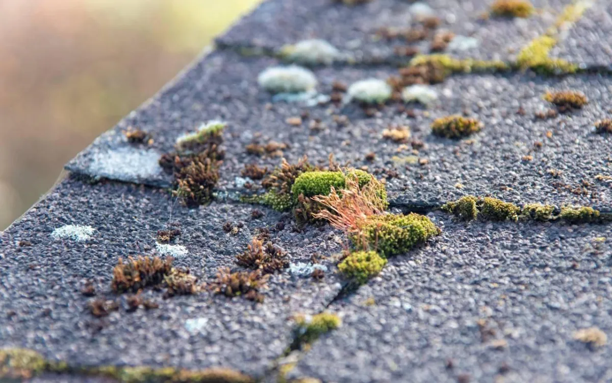 Roof moss and algae removal Port Chester residential roof