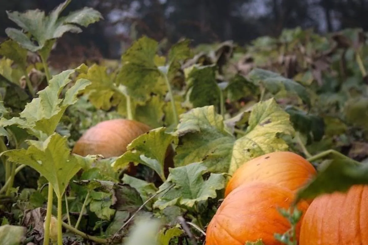 The Parable of the Pumpkin Plant