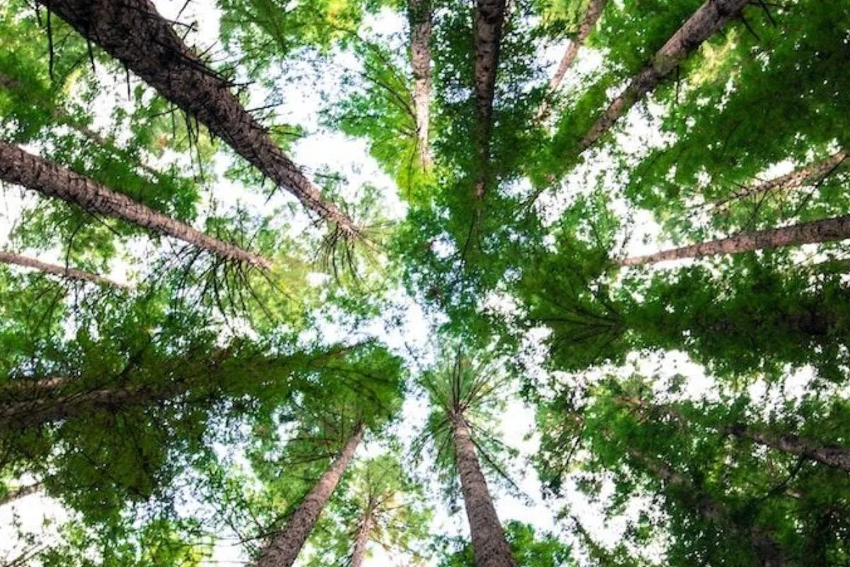 Humans Are Made to Be Antifragile