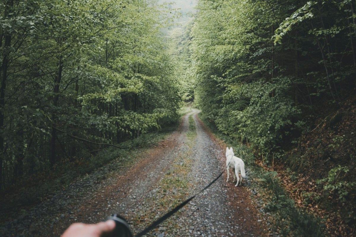 The Metaphor of the Retractable Leash