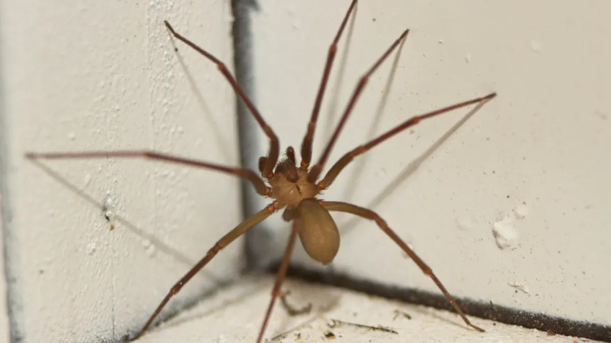 an image of a spider on a wall