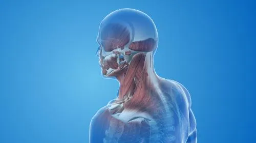 How to Overcome Sternocleidomastoid Syndrome Using Chiropractic Care