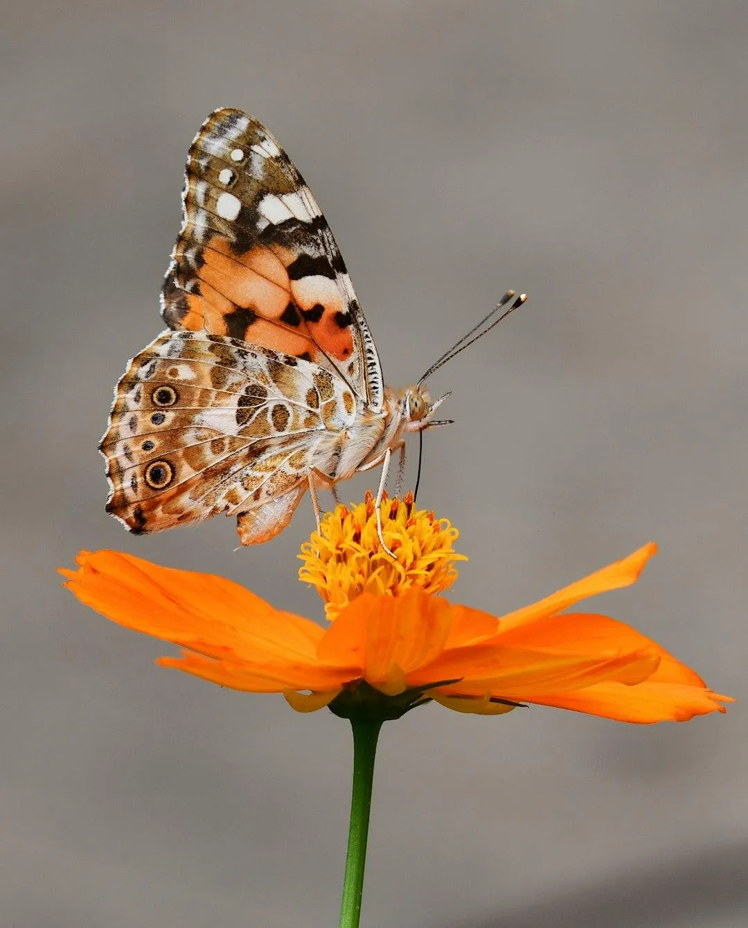 Welcome to Life in Full Bloom