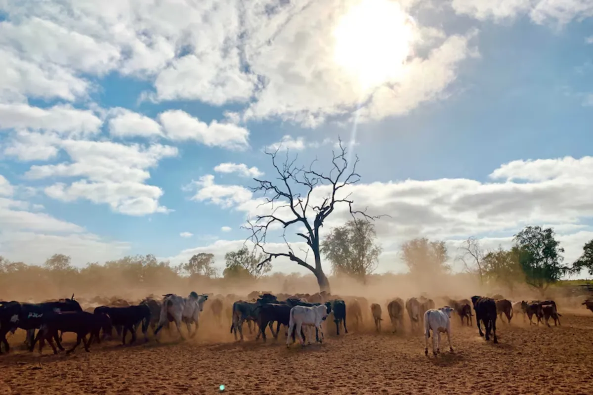 What Should I Know About Outback Cattle Stations?