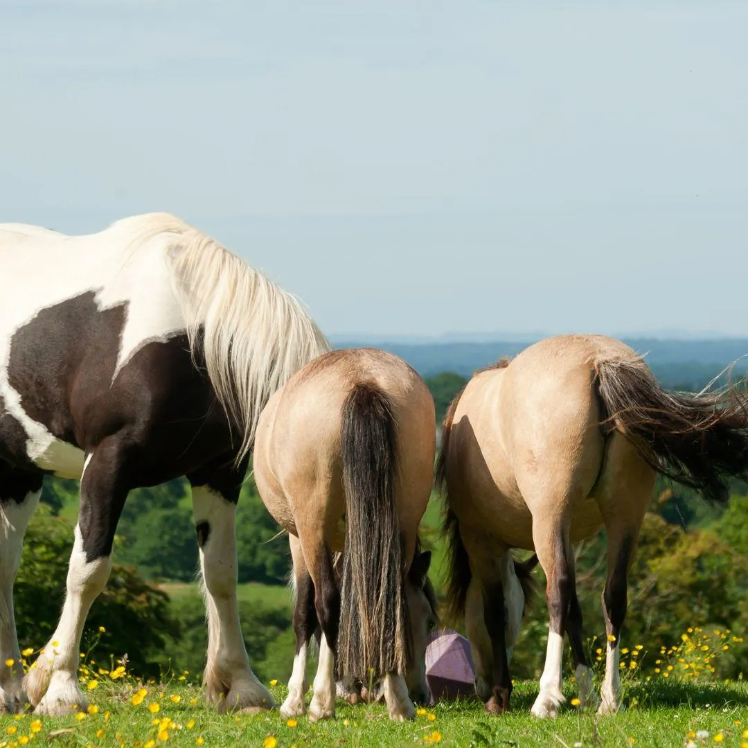 Ponies and Forage Ball