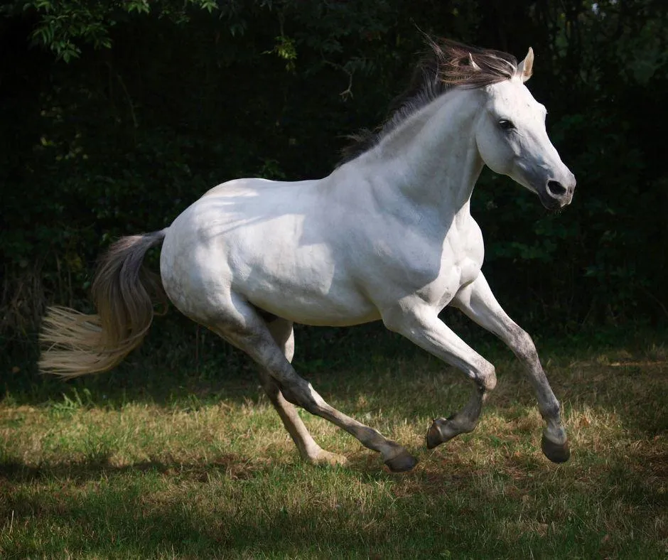 Grey Horse Cantering