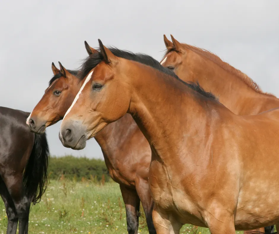 Group of Horses
