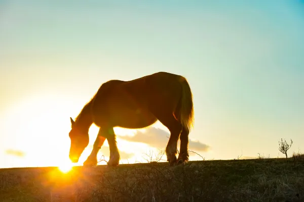Silhouette of horse grazing against the backdrop of the setting sun