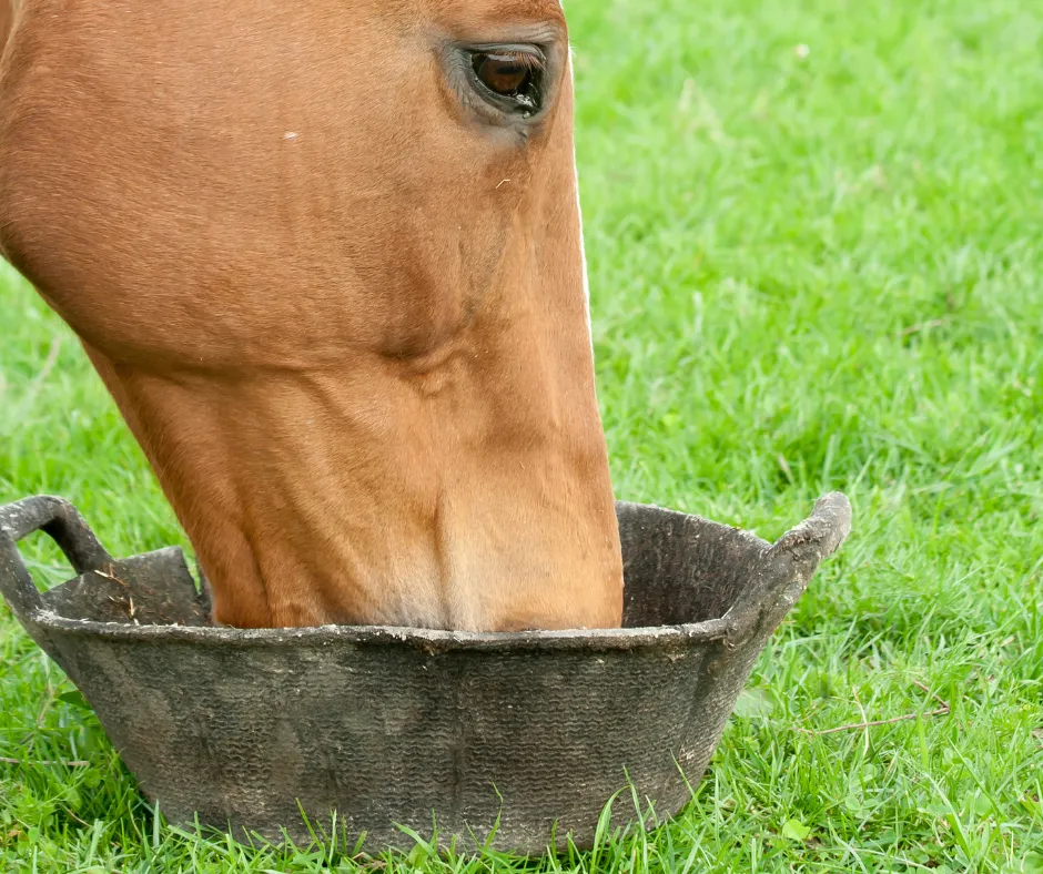 Chestnut horse eating from bucket