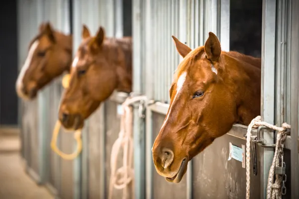 chestnut horses in a row of stables