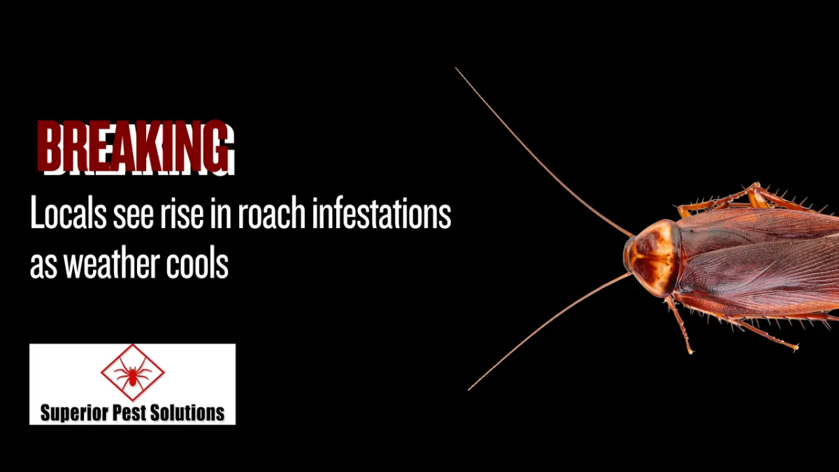 “Superior Pest Solutions NWA press release graphic showing the headline ‘Locals See Rise in Roach Infestations as Weather Cools’ alongside the SPS NWA logo.”