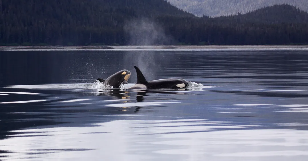 Killer whales in Alaska